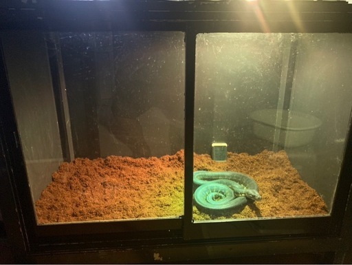 爬虫類　ケージ