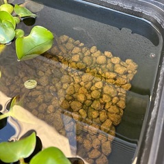 メダカ　無料の画像