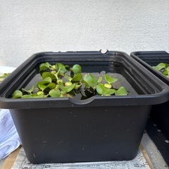 メダカ　無料の画像