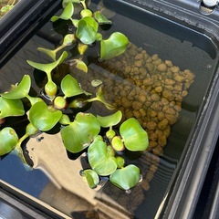 メダカ　無料の画像