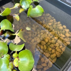 メダカ　無料の画像