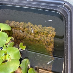 メダカ無料の画像