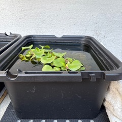 メダカ無料の画像