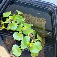 メダカ無料の画像