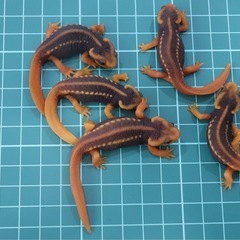 アメイロイボイモリ　幼体 3匹セット　訳あり　自家繁殖個体の画像