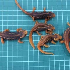アメイロイボイモリ　幼体 3匹セット　訳あり　自家繁殖個体の画像