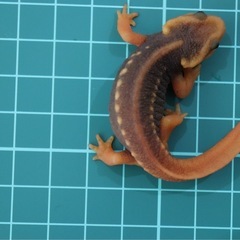 アメイロイボイモリ　幼体 3匹セット　訳あり　自家繁殖個体の画像