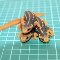 アメイロイボイモリ　幼体 3匹セット　訳あり　自家繁殖個体の画像