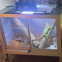 爬虫類　ケージの画像
