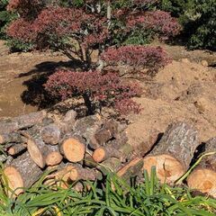 薪　マキ　剪定枝　幹　丸太　の画像