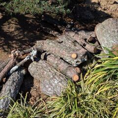 薪　マキ　剪定枝　幹　丸太　の画像