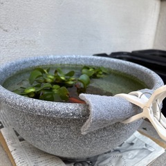 金魚　無料の画像