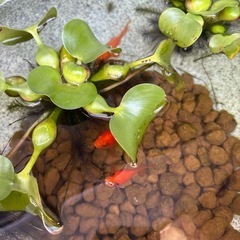 金魚　無料の画像