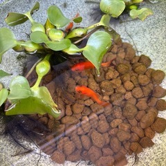 金魚　無料の画像