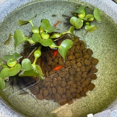 金魚　無料の画像