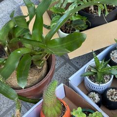 観葉植物 多肉植物 グラキリス実生など まとめて 非対面の画像