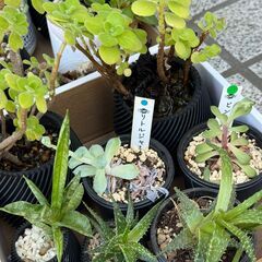 観葉植物 多肉植物 グラキリス実生など まとめて 非対面の画像