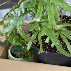 観葉植物 多肉植物 グラキリス実生など まとめて 非対面の画像