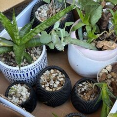 観葉植物 多肉植物 グラキリス実生など まとめて 非対面の画像