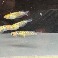 メダカ 雷神 2ペア 極上の画像