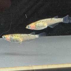 メダカ 雷神 2ペア 極上の画像