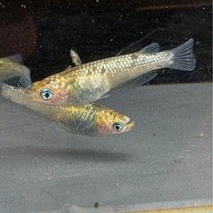 メダカ 雷神 2ペア 極上の画像