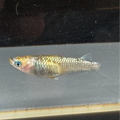 メダカ 雷神 2ペア 極上の画像