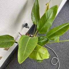 【11/27まで】観葉植物の画像