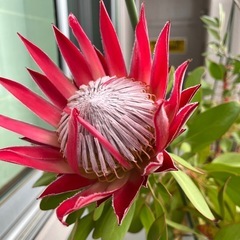 キングプロテア　リトルプリンス5号鉢の画像