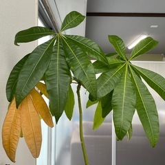 【11/27まで】観葉植物※お話中の画像