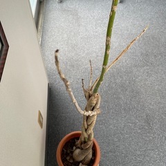 【11/27まで】観葉植物※お話中の画像