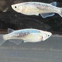 メダカ 鯖の極み 1ペア＋メス 2匹の画像