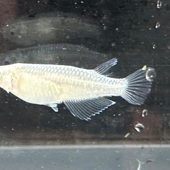 メダカ 鯖の極み 1ペア＋メス 2匹の画像