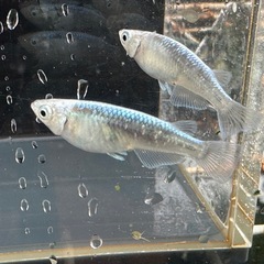 メダカ 鯖の極み 1ペア＋メス 2匹の画像