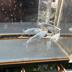 メダカ 鯖の極み 1ペア＋メス 2匹の画像