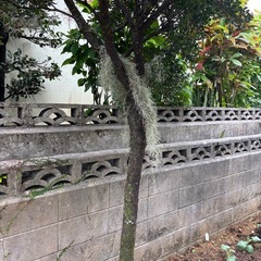 エアプランツ★スパニッシュモス★植物の画像