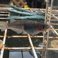 メダカ 白心龍🐉 1ペア＋メスの画像