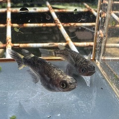 メダカ 白心龍🐉 1ペア＋メスの画像