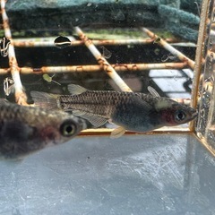 メダカ 白心龍🐉 1ペア＋メスの画像