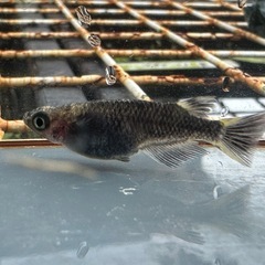 メダカ 白心龍🐉 1ペア＋メスの画像