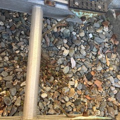 S型ハシゴの画像