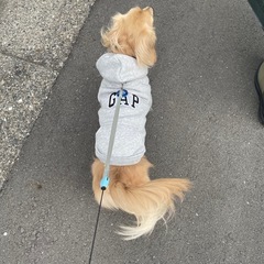 【新品】GAPロゴ　ペット用パーカーの画像
