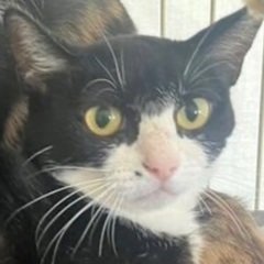 🍎１１月２２日(土)🍎島忠ホームズ昭島店様にて『保護猫カフェ ね...