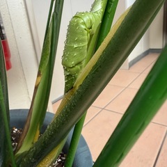 モンステラ・8枚目の葉が出来ました。の画像