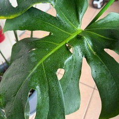 モンステラ・8枚目の葉が出来ました。の画像