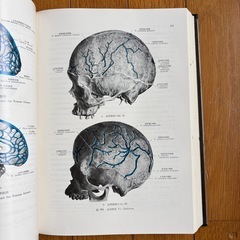 日本人体解剖学3の画像