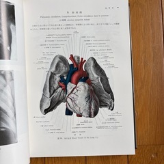 日本人体解剖学3の画像