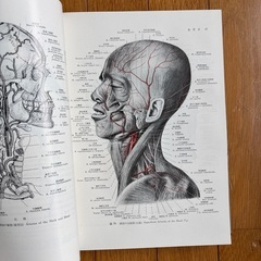 日本人体解剖学3の画像