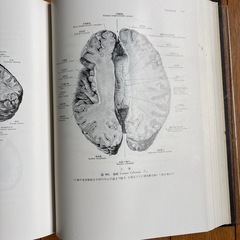 日本人体解剖学3の画像