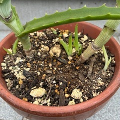 キダチアロエ(2本)の画像